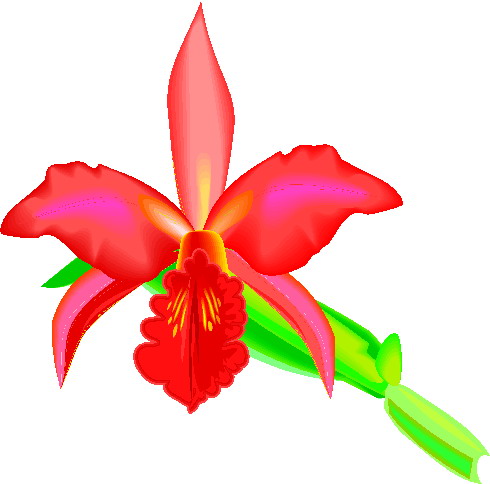 Orchid clip art