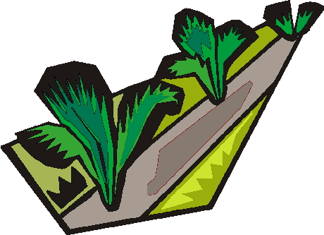 Palm tree clip art