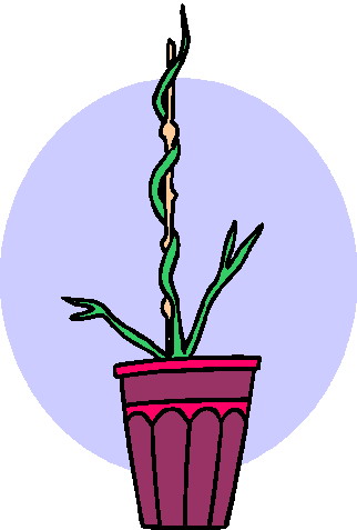 Plants clip art