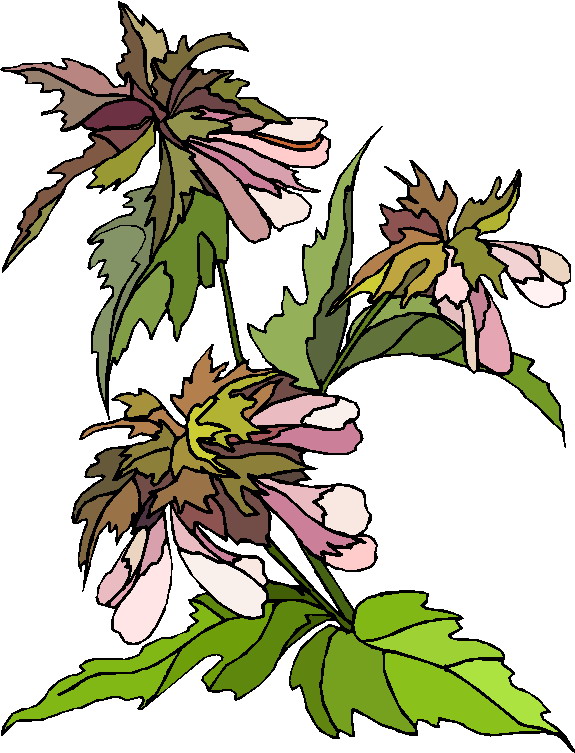 Plants clip art