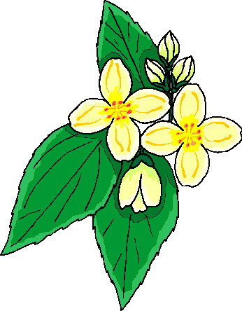 Plants clip art