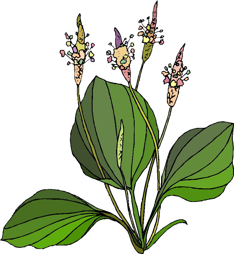 Plants clip art