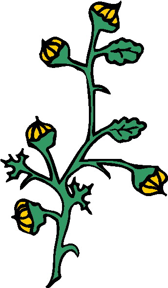 Plants clip art