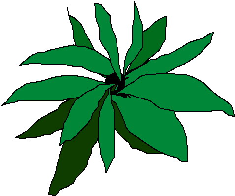 Plants clip art