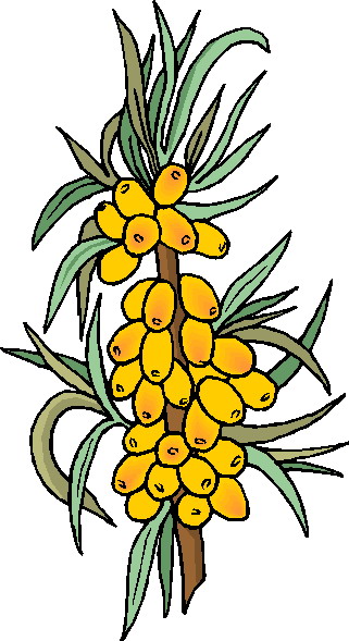 Plants clip art