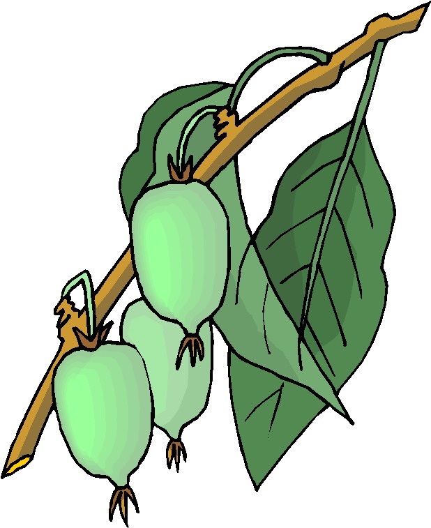 Plants clip art