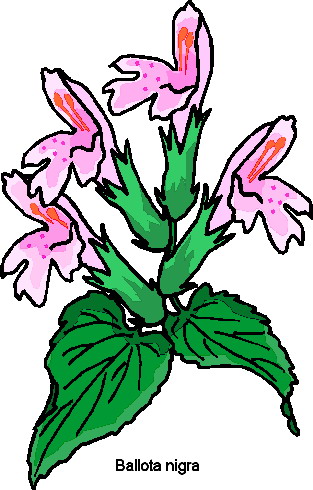 Plants clip art