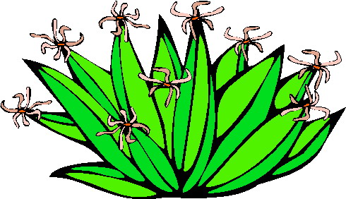 Plants clip art