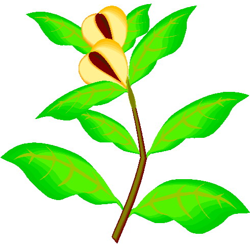 Plants clip art