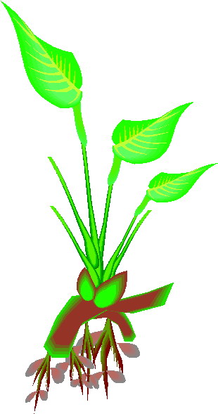 Plants clip art