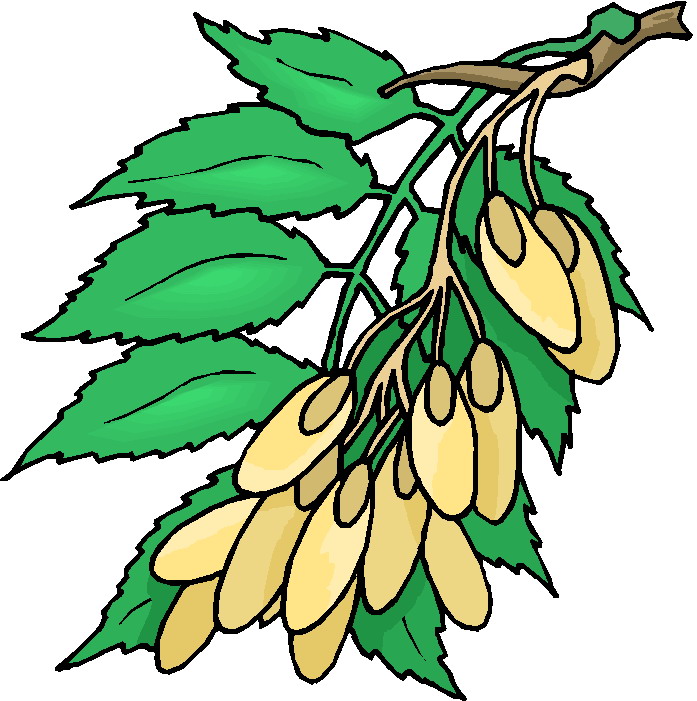 Plants clip art