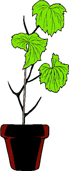 Plants clip art