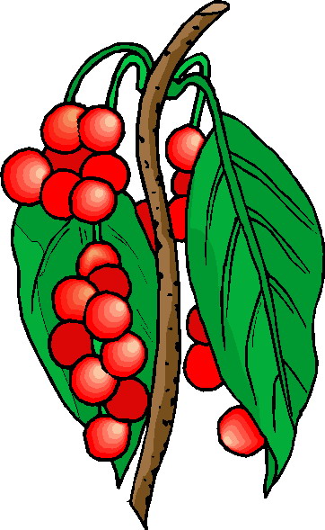 Plants clip art