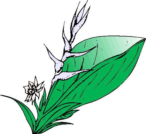 Plants clip art