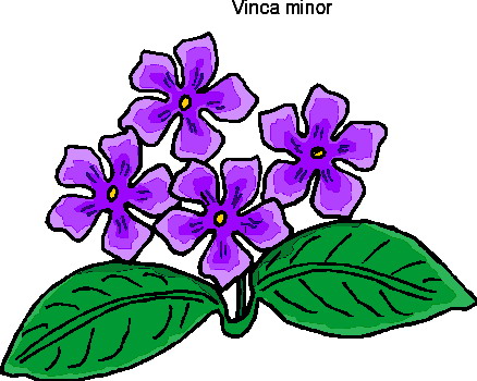 Plants clip art