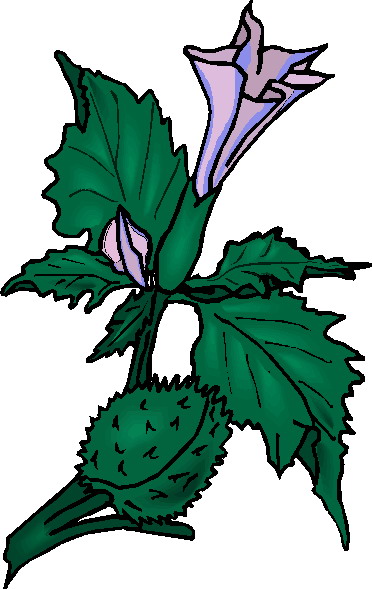 Plants clip art