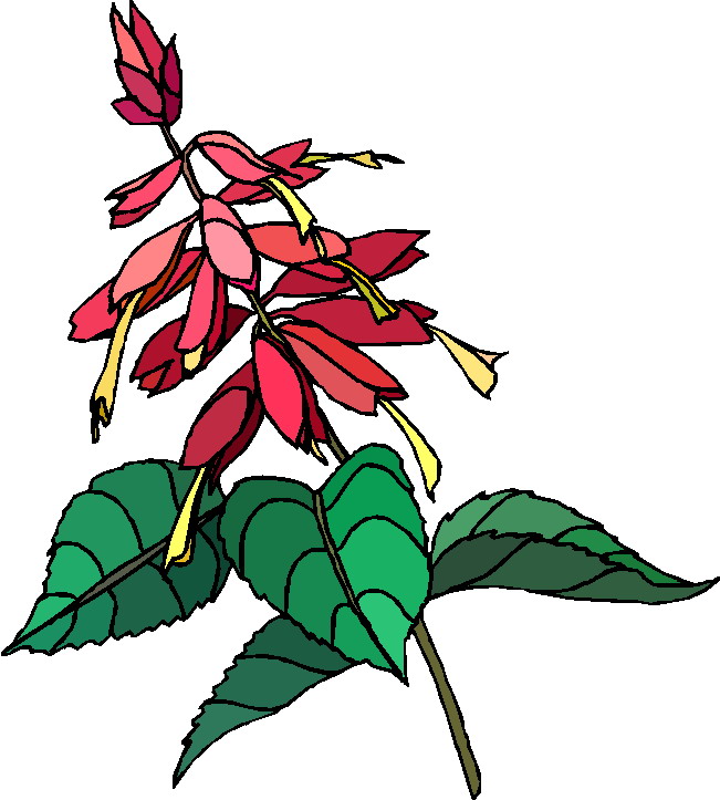 Plants clip art