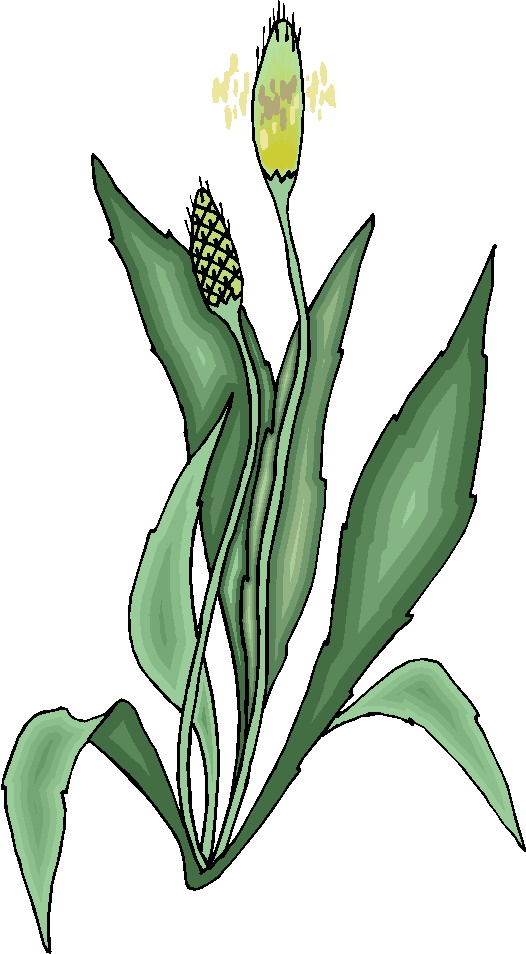 Plants clip art