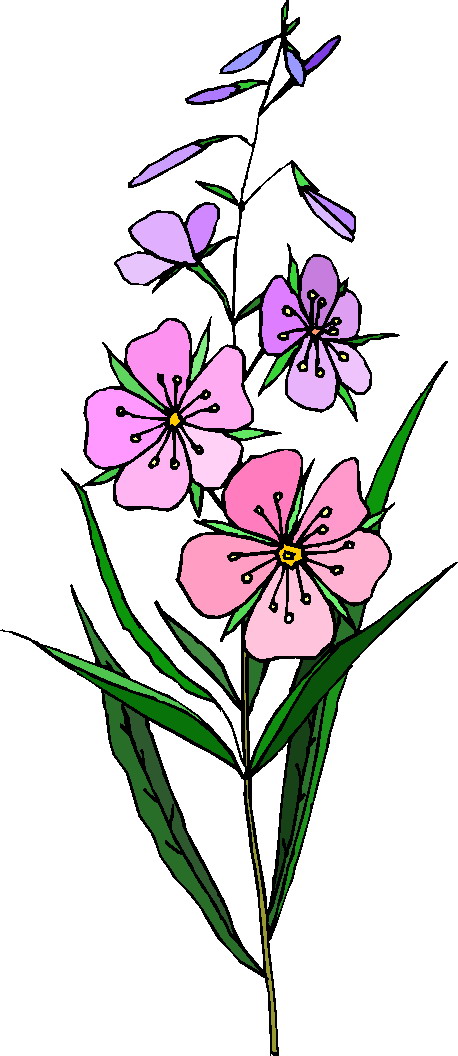 Plants clip art