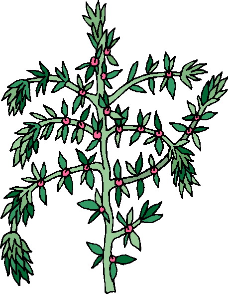 Plants clip art