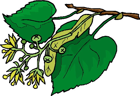 Plants clip art