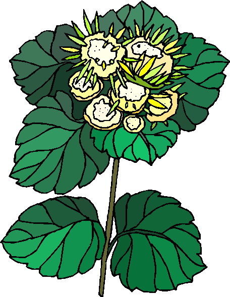 Plants clip art