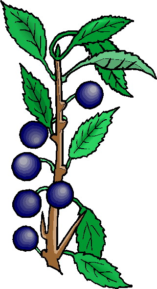 Plants clip art