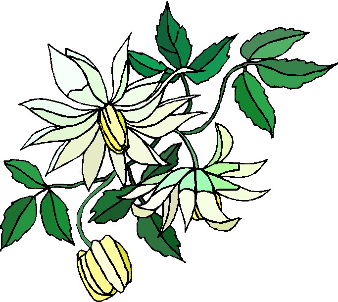 Plants clip art