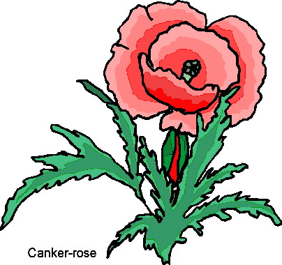 Plants clip art