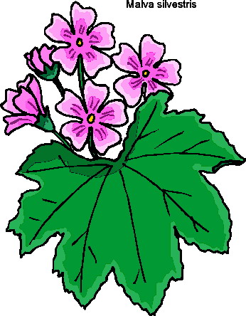 Plants clip art