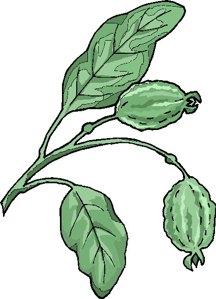 Plants clip art
