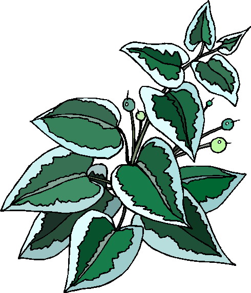 Plants clip art