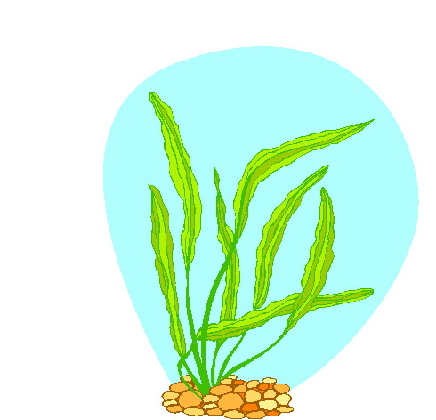 Plants clip art