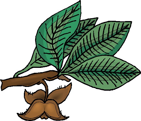 Plants clip art