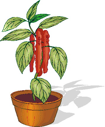 Plants clip art