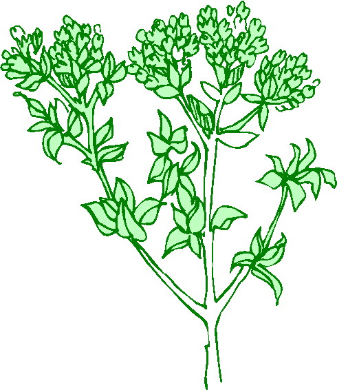 Plants clip art