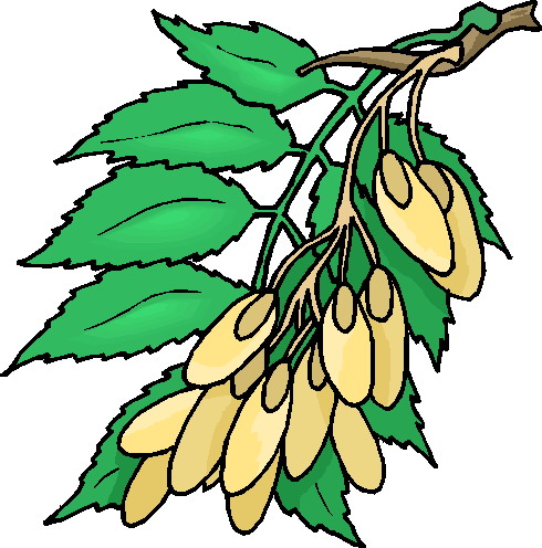 Plants clip art