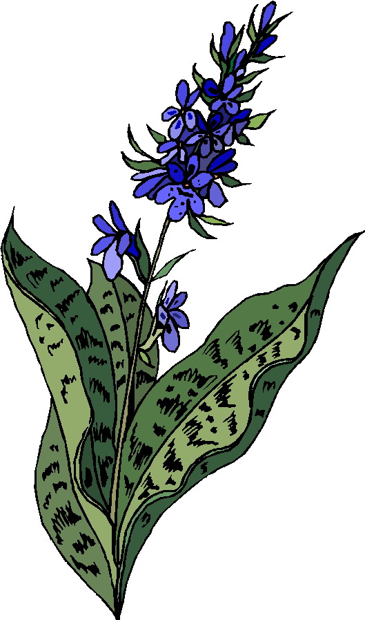 Plants clip art