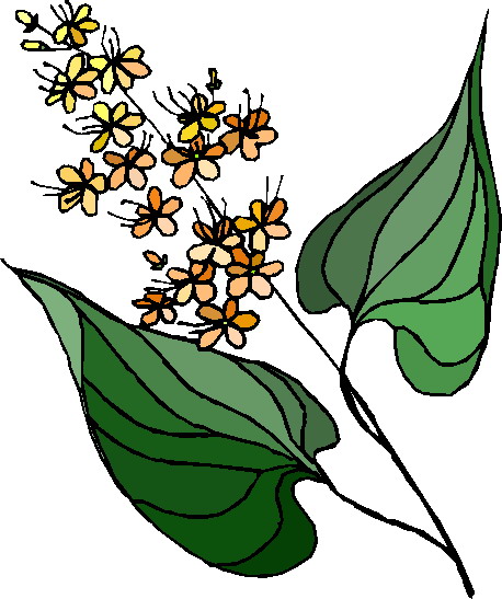 Plants clip art