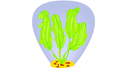 Plants clip art