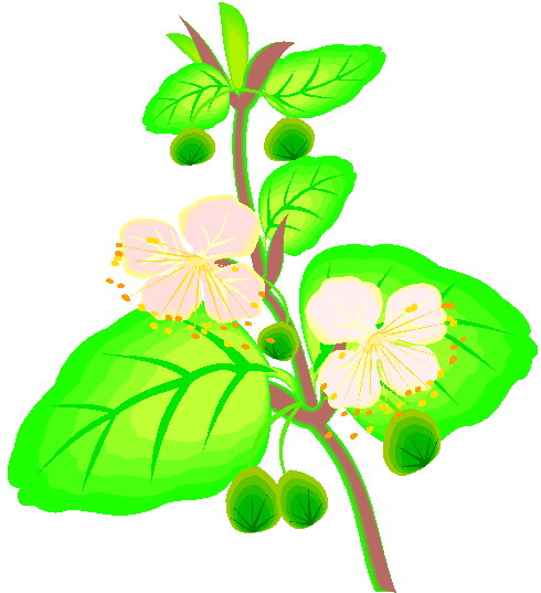 Plants clip art