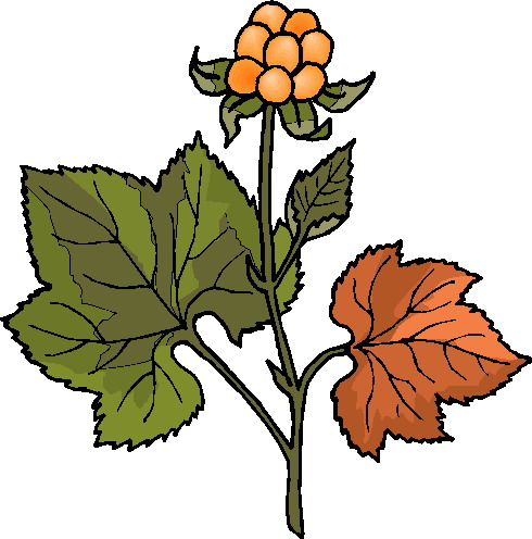 Plants clip art