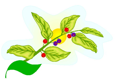 Plants clip art