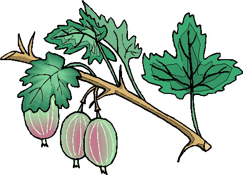 Plants clip art