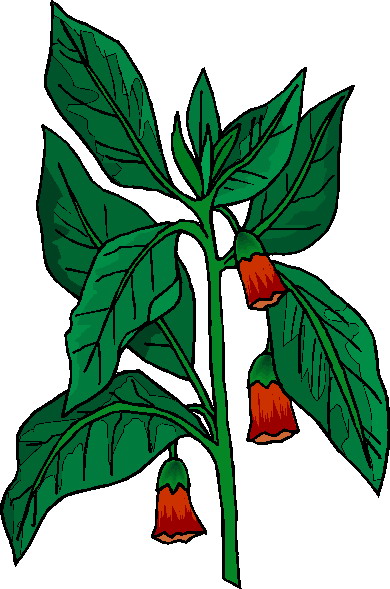 Plants clip art