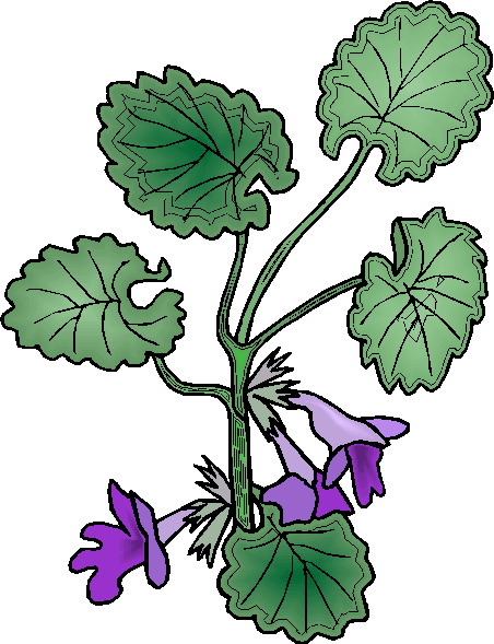 Plants clip art