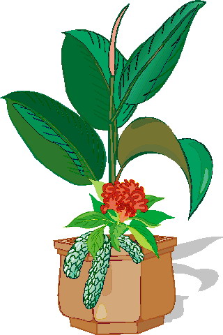 Plants clip art