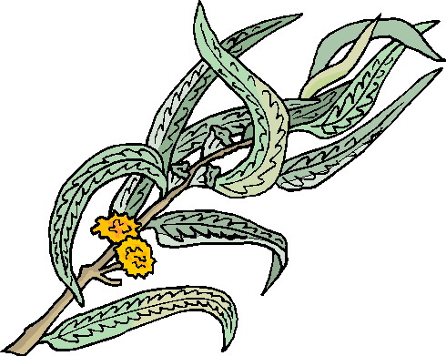 Plants clip art