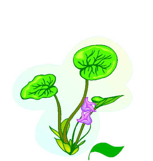 Plants clip art