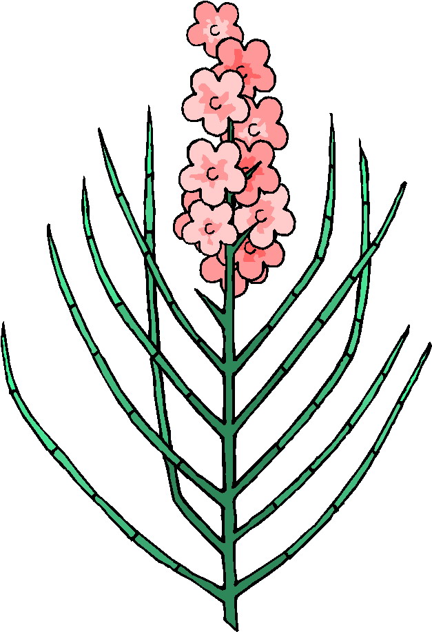 Plants clip art